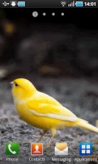 Yellow&#32;Bird