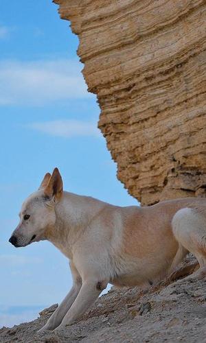 迦南犬拼图游戏截图