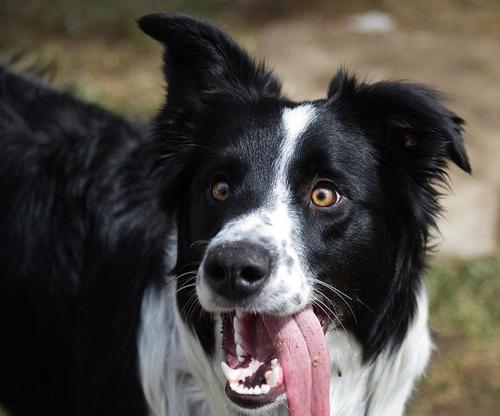 边境牧羊犬拼图