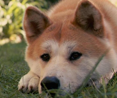 秋田犬拼图游戏截图