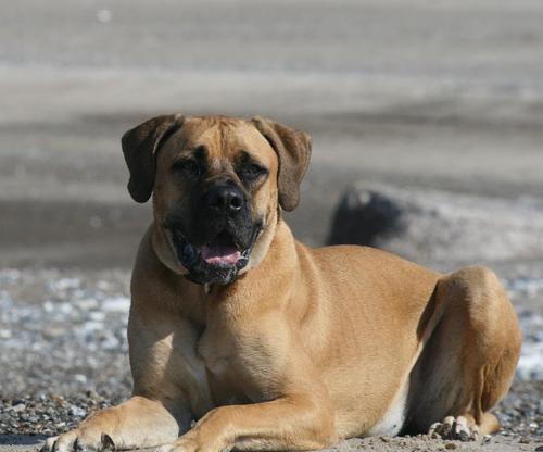 购买boerboel拼图游戏截图