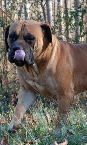 购买boerboel拼图游戏截图