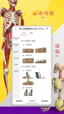 3Dbody解剖学软件