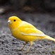 Yellow Bird游戏图标