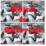 which is different