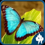 Butterfly Jigsaw