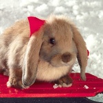 圣诞兔拼图 Christmas Bunny Puzzle手机游戏